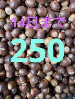 どんぐり 素材 工作用