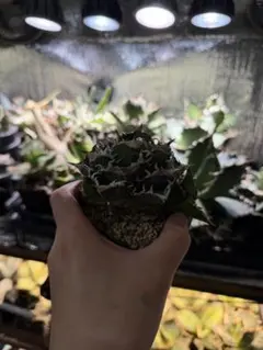 ドーベルプランツ産　清櫻 Agave titanota清櫻子株、清桜lize株、発根済 【公式通販】