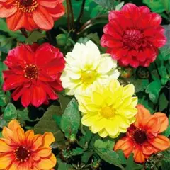 花たね ダリア 矮性赤銅葉　混合 球根性多年草