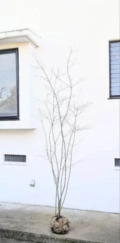 45 福井県産　山採り　ドーダンツツジ 45 福井県産 山採り ドーダンツツジ 苗木・植木