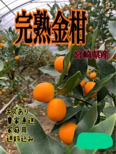 完熟金柑 宮崎県産 送料無料　家庭用　箱込み2キロ 以内