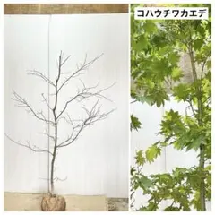 2026年最新】コハウチワカエデの人気アイテム - メルカリ