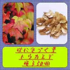 shigeru_1969様 リクエスト 2点 まとめ商品