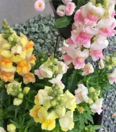 ✿金魚草MIXの種✿のサムネイル
