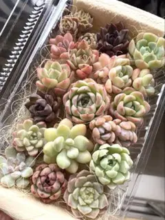 多肉詰め合わせ 寄せ植え カット苗 16+7 - メルカリ