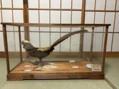 2026年最新】キジ 剥製の人気アイテム - メルカリ