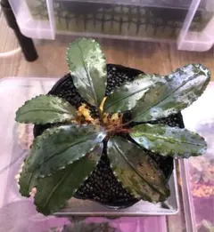 2026年最新】ブセファランドラ ブラックの人気アイテム - メルカリ