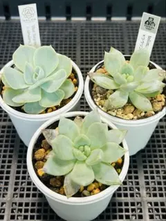 ＊あゆみ＊多肉植物　ブルーバニラ あゆみ様専用＊多肉植物 ブルーバニラ - メルカリ