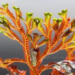 ビギナー様 リクエスト 3点 まとめ商品