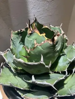 2026年最新】アガベ 白鯨 ボールの人気アイテム - メルカリ