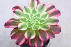 ♡多肉植物♡カット苗♡アエオニウム♡ブラックチェリー♡ - メルカリ