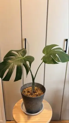 【引取り限定】観葉植物 モンステラ・amabro鉢セットのサムネイル