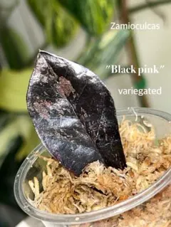 2026年最新】Zamioculcasの人気アイテム - メルカリ