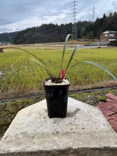 ワット様 リクエスト 2点 まとめ商品