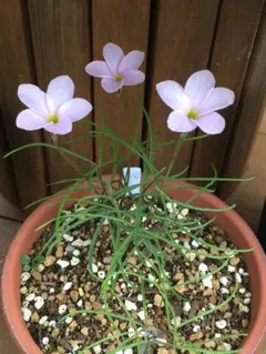 きくぞう様 リクエスト 7点 まとめ商品