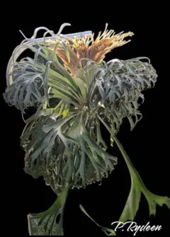 null様 リクエスト 2点 まとめ商品