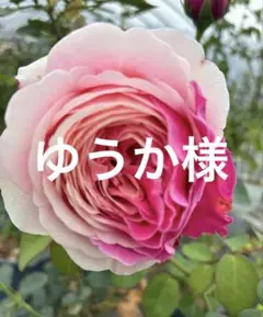 【専用】イヴスプラッシュ&ウィザード&アブラカタブラ バラ苗 薔薇 苗 専用】イヴスプラッシュ&ウィザード&アブラカタブラ バラ苗 薔薇 苗