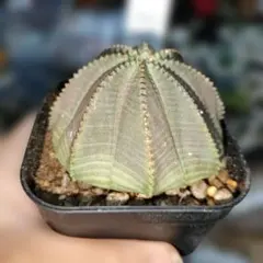 速達 第四種郵便 ユーフォルビア オベサ メス株 3号ブラックポット 速達 第四種郵便 ユーフォルビア オベサ メス株 3号ブラック