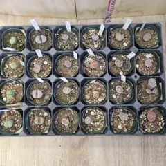 ば*ば様 リトープス６種×4ポット計24ポット