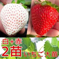 2苗 白+赤いちご苗 植物工場イチゴ苗 根張り良好 土耕栽培可能23a