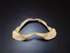 サメ 顎 骨格標本