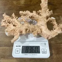 2025年最新】珊瑚原木の人気アイテム - メルカリ