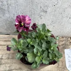 tayumaru様 リクエスト 2点 まとめ商品