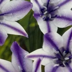 にゃお様 リクエスト 2点 まとめ商品