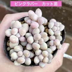 dorami様 リクエスト 2点 まとめ商品