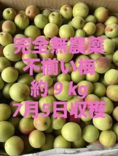 梅 青梅 完全無農薬 不揃い 約9kg 7月5日収穫 訳あり 朝採り 新鮮　⑤のサムネイル
