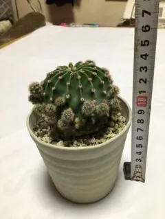 2025年最新】サボテン 短毛丸の人気アイテム - メルカリ