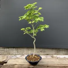 アオシダレモミジ 大株 【品番3599】 - メルカリ