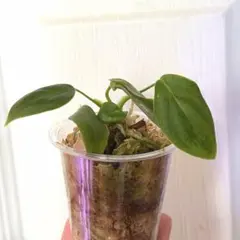 Anadendrum sp. Sabah | Mercari