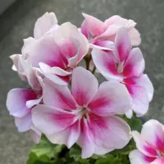 panori0122様 リクエスト 3点 まとめ商品