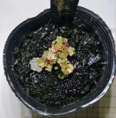 ハルシオ様 リクエスト 2点 まとめ商品