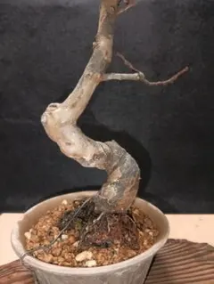 2026年最新】花梨の盆栽の人気アイテム - メルカリ