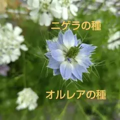 ニゲラ200粒＆オルレア100粒の種 自家採種 2026年6月採種 - メルカリ