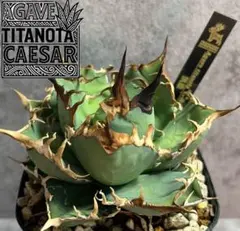 2025年最新】品種名：シーザー アガベの人気アイテム - メルカリ