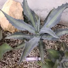 アメリカーナ　レモンライム　子株大量付き アメリカーナ レモンライム 子株大量付き 2025年最新】アガベ