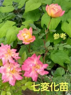 バラ苗 わ あ◯のう○ 1苗売り - メルカリ