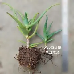 2026年最新】キダチアロエ 苗の人気アイテム - メルカリ