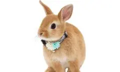 Item thumbnail for item 91b3e79a-ee6a-4380-b8a9-baf36b69384b