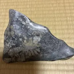 r*l様 博物館級　最恐　古代クジラ　リヴィアタンメルビレイ　歯　化石　鉱物標本 r*l様 博物館級 最恐 古代クジラ リヴィアタンメルビレイ 歯 化石 鉱物