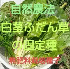 自然農法　白茎ふだん(うまい菜)の固定種200粒以上