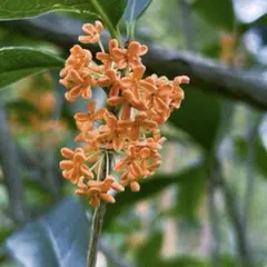 キンモクセイ（抜き苗）金木犀　キンモクセイ苗木