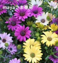 mayaさま専用ページです。