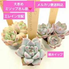 2026年最新】つぶつぶ屋 多肉の人気アイテム - メルカリ