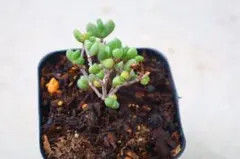 【速達】ちょこ☆彡.。様 リクエスト 2点 まとめ商品