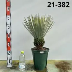 2025年最新】YUCCAの人気アイテム - メルカリ