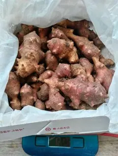 キクイモ大粒中粒混サイズ1.2キロ